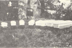 Cole Family Coffins