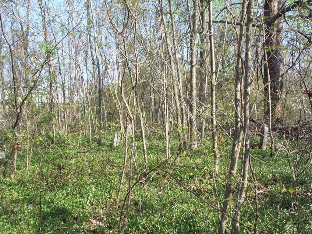 Denton Cemetery (Hwy. 11) – Sullivan County TN Genealogy