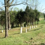 Kincheloe-Cox Cemetery 2002