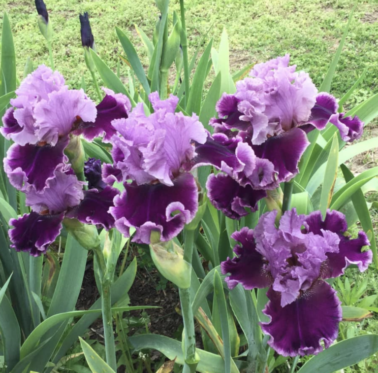 DRESDEN, TENNESSEE Weakley County TNGen